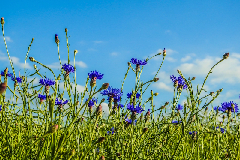 fleurs